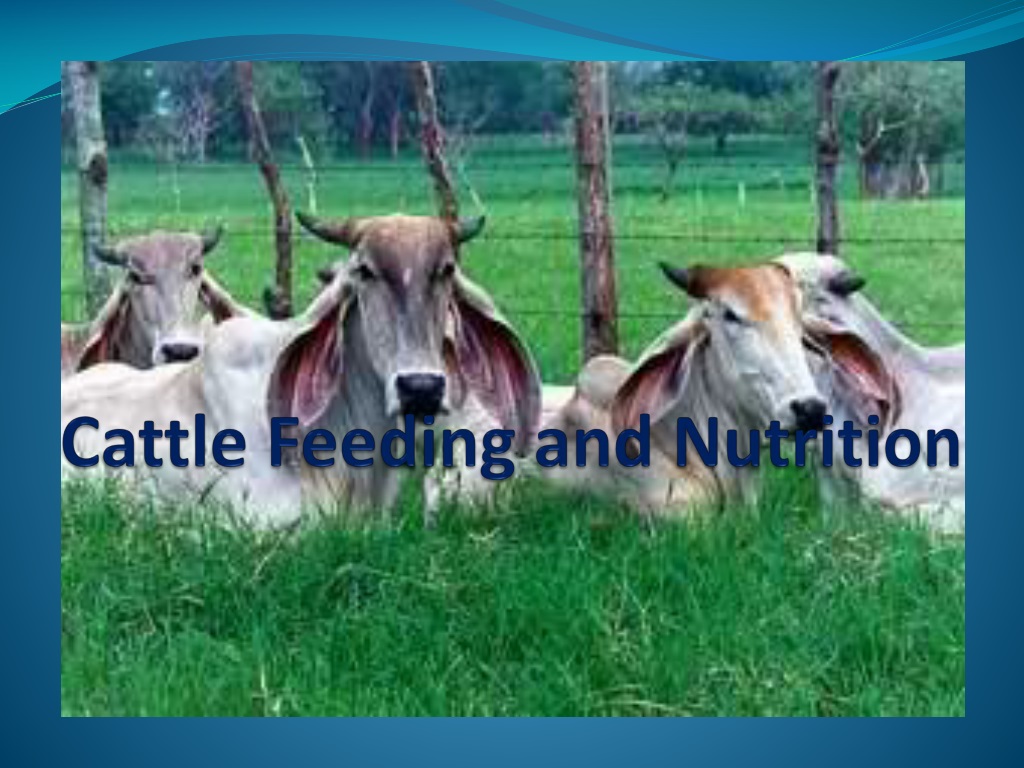 enhancing cattle nutrition for improved production in nueva vizca