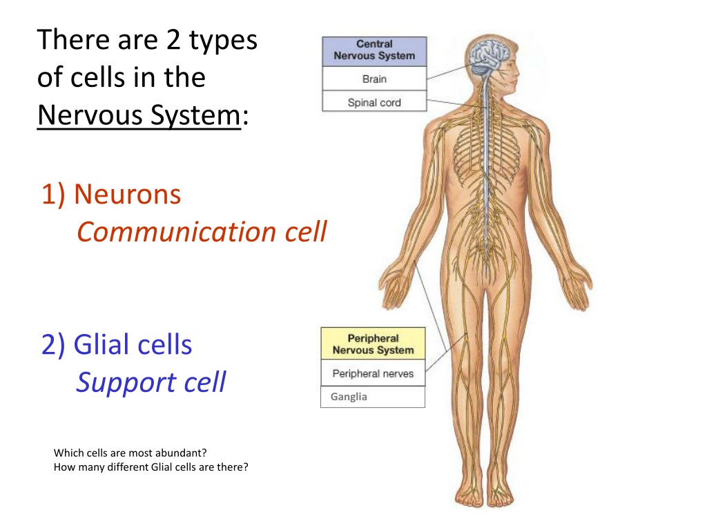 overview of nervous system anatomy and functi