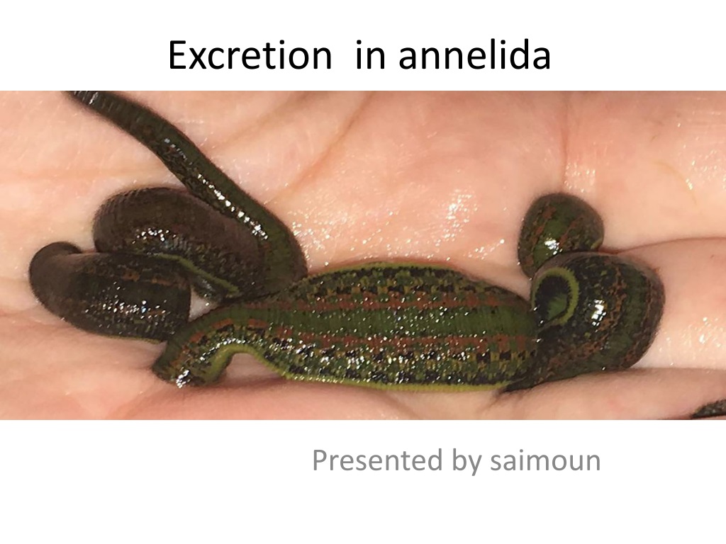 annelid excretion nephridia and coelomoducts in anneli