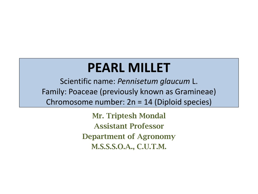 overview of pearl millet economic importance origin and distributi