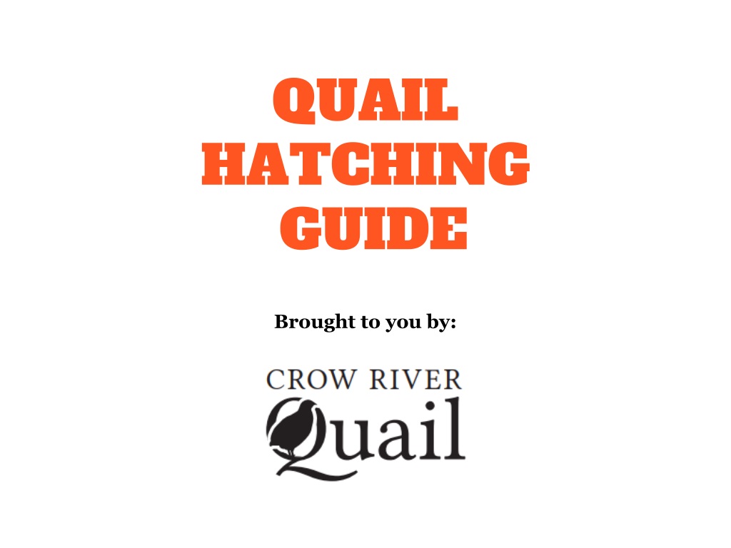 quail hatching guide everything you need to kn
