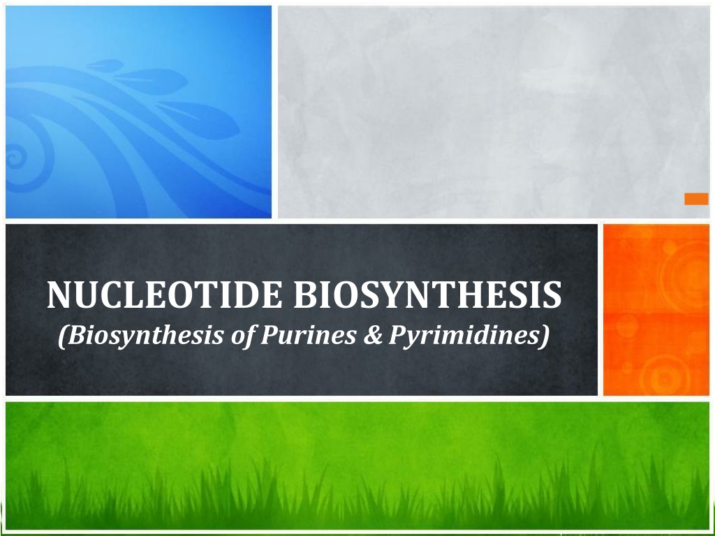 nucleotide biosynthesis purines pyrimidines overvi