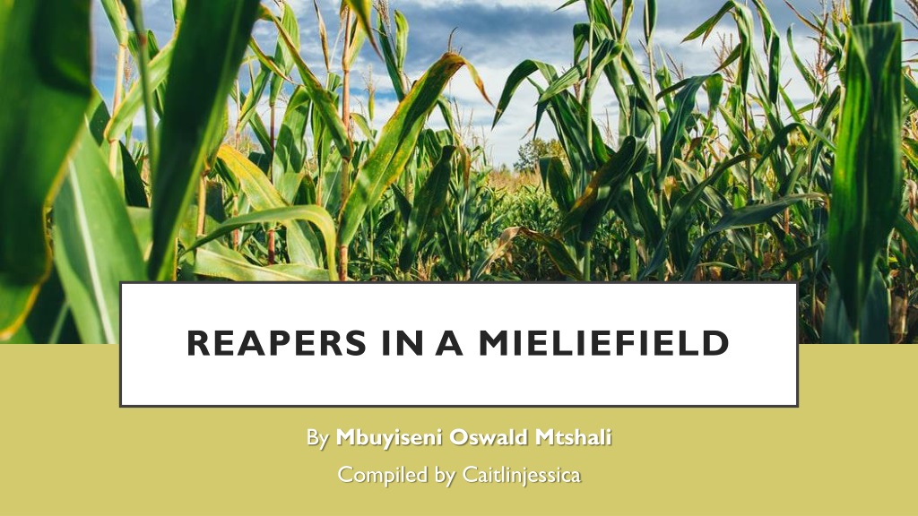 reapers in a mielie field poem analys