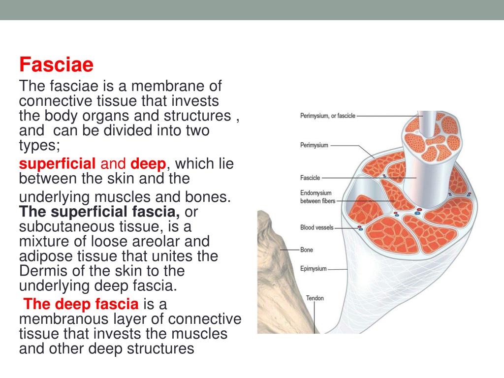 PPT - Fasciae, Muscles, and Joints in Human Anatomy PowerPoint ...