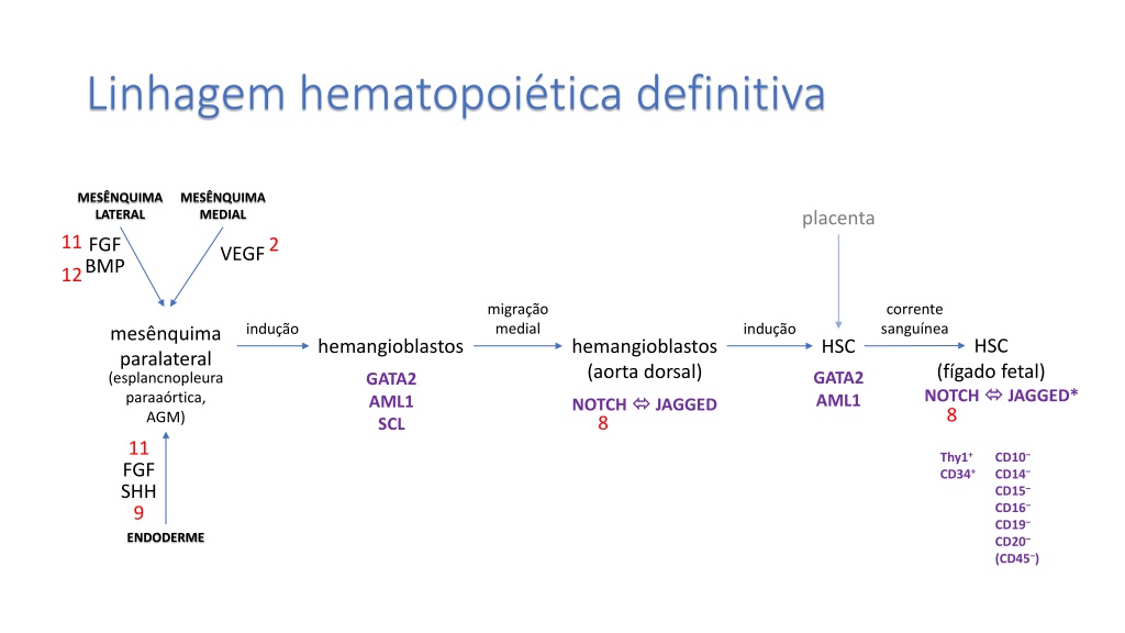 developmental lineage tracing and tissue maintenance mechanis
