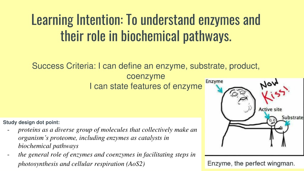 PPT - Understanding Enzymes and Coenzymes in Biochemical Pathways ...