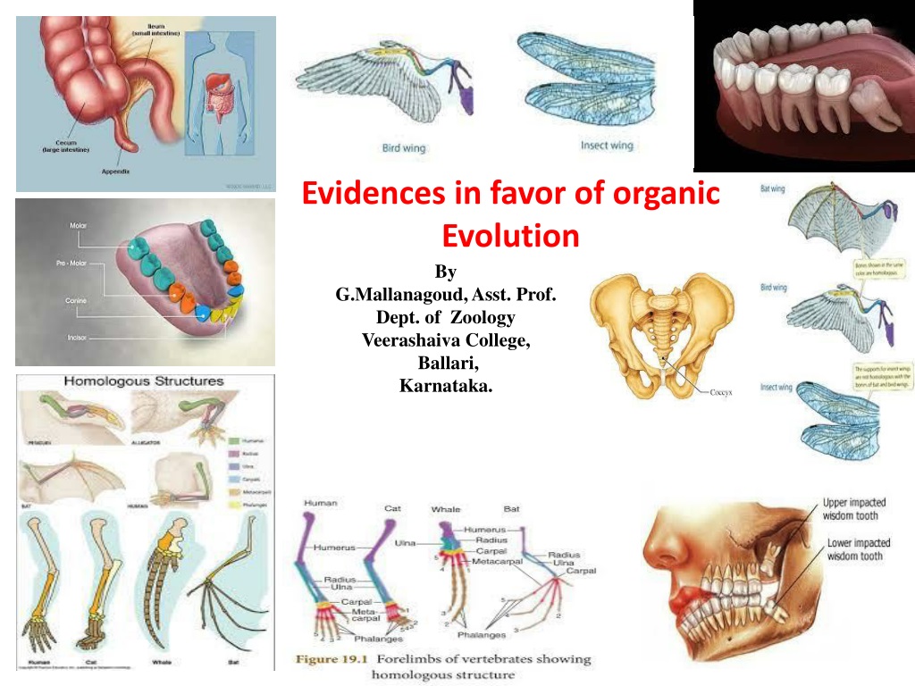 PPT - Evidences Supporting Organic Evolution in Morphology and Anatomy ...