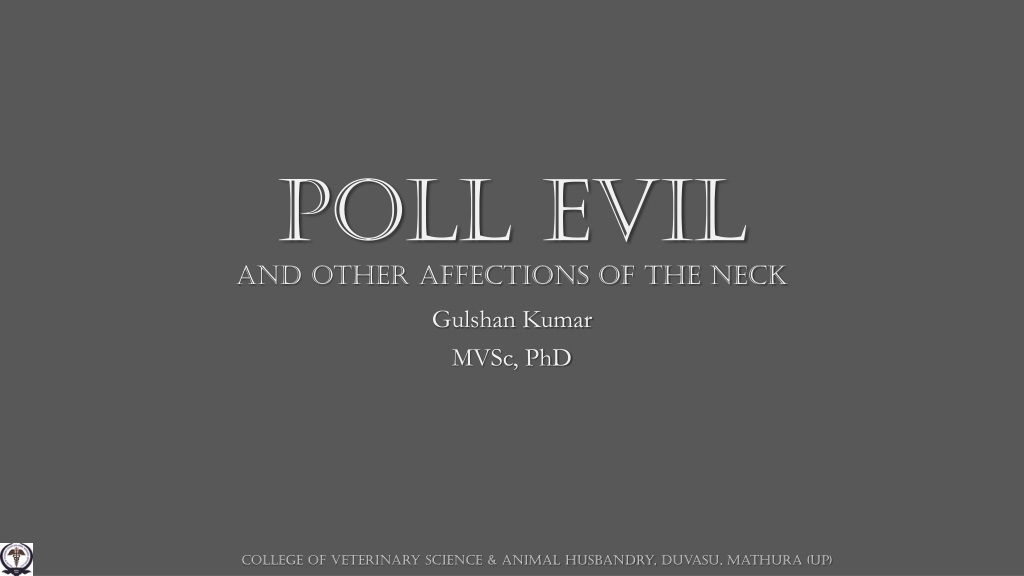 understanding poll evil and yoke gall in horses causes and treatme