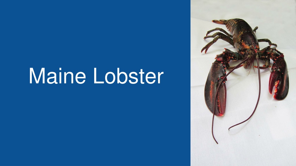 Life Cycle of Lobsters: From Eggs to Adults