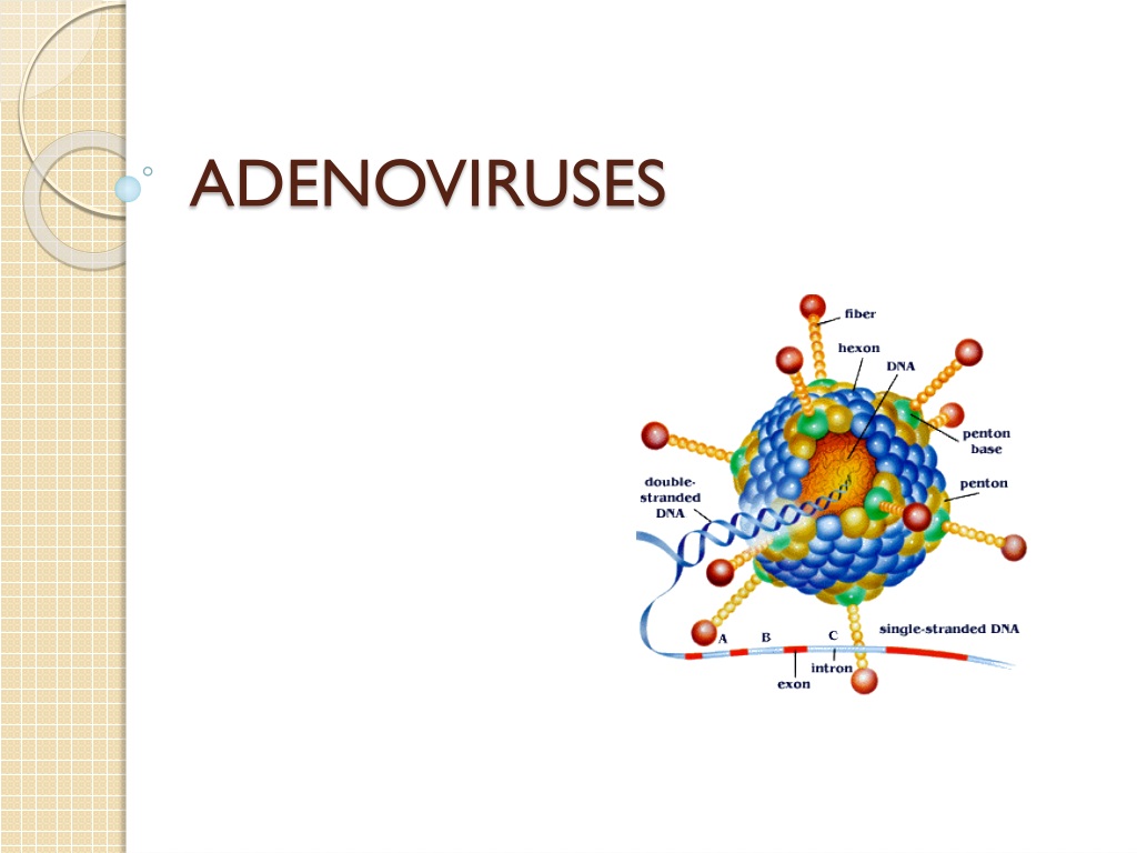 overview of adenoviruses diseases characteristics and preventi
