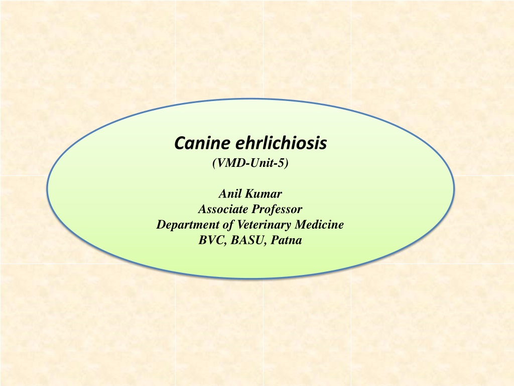 Canine Ehrlichiosis: A Tick-Borne Disease in Dogs