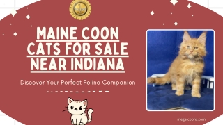 Maine Coon Cats For Sale Near Indiana: Purebred, Socialized Kittens Available