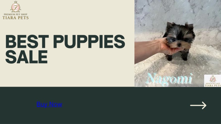 best puppies sale