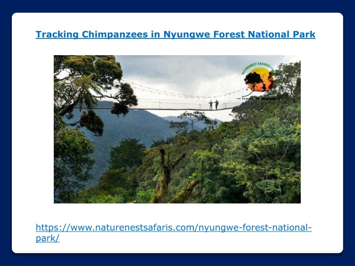 tracking chimpanzees in nyungwe forest national