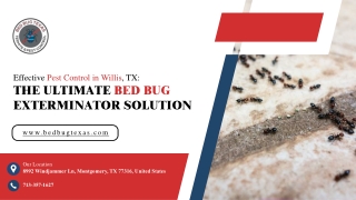 effective pest control in willis tx the ultimate
