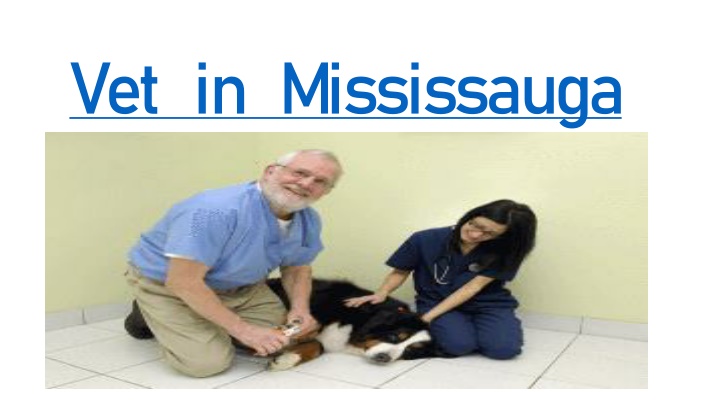 vet in mississauga