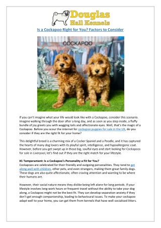 Cockapoo Puppies for Sale in the UK | Is This Breed Right for You? | DHK