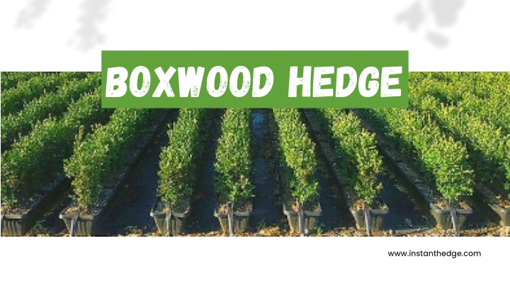 boxwood hedge