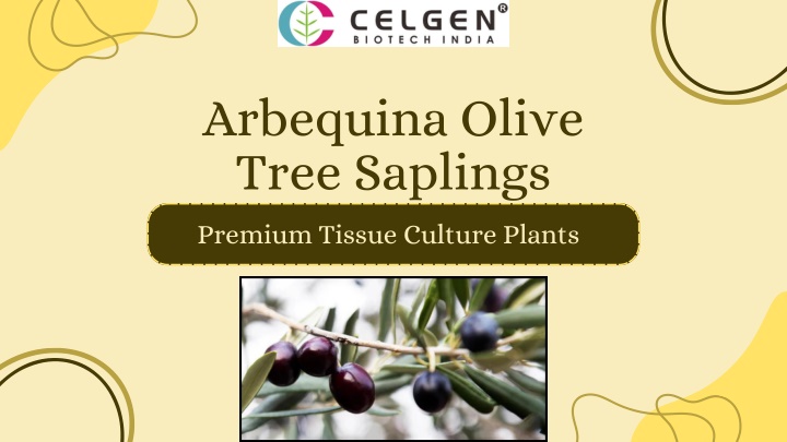 arbequina olive tree saplings