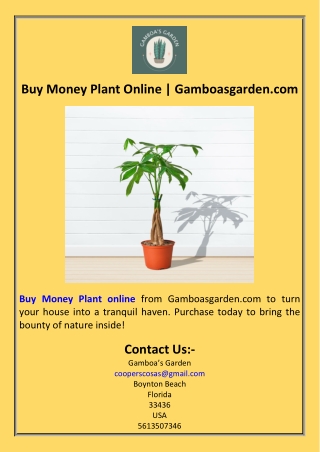 Buy Money Plant Online  Gamboasgarden.com