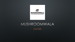 Mushroomwala Milky Mushroom Seeds and Spawn