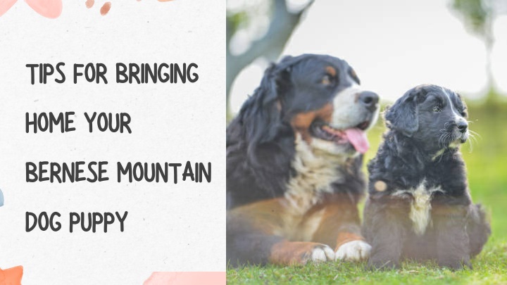 tips for bringing home your bernese mountain