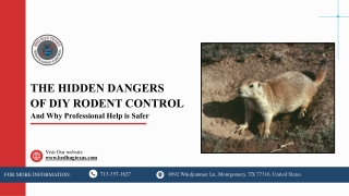 the hidden dangers of diy rodent control