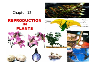 chapter 12