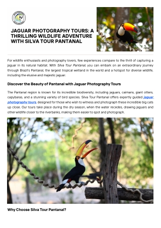 Book Your Jaguar Photography Tours with Silva Tour Pantanal Today