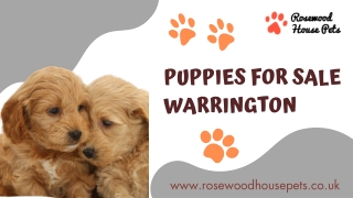 Springer Spaniel Puppies For Sale Warrington