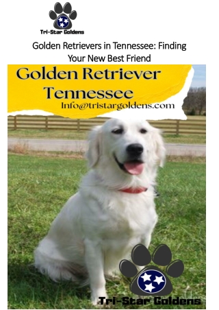 Golden Retrievers in Tennessee Finding Your New Best Friend