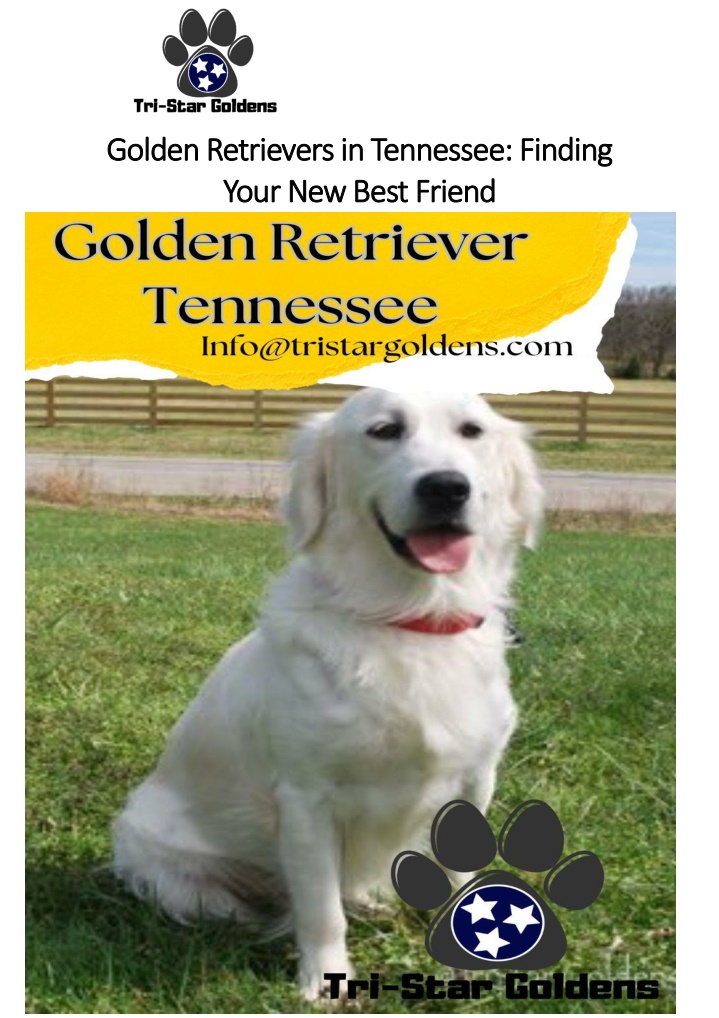 golden retrievers in tennessee finding golden