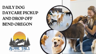 Daily Dog Daycare Pickup And Drop Off Bend Oregon