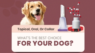 Topical, Oral, or Collar: What's the Best Choice for Your Dog?