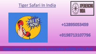 The Ultimate Guide to a Tiger Safari in India
