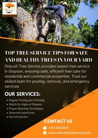 Top Tree Service Tips for Safe and Healthy Trees in Your Yard