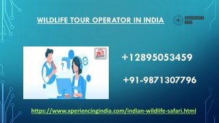 Wildlife tour operator in India  12895053459