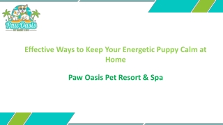 Effective Ways to Keep Your Energetic Puppy Calm at Home