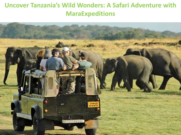 uncover tanzania s wild wonders a safari