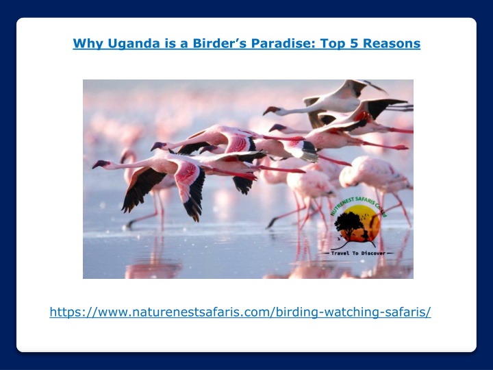 why uganda is a birder s paradise top 5 reasons