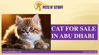 CAT FOR SALE IN ABU DHABI