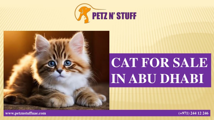 cat for sale in abu dhabi