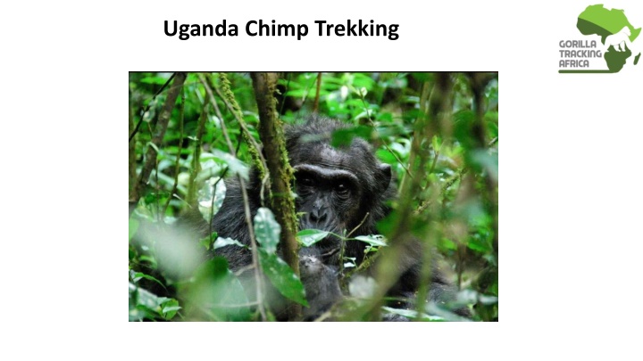 uganda chimp trekking