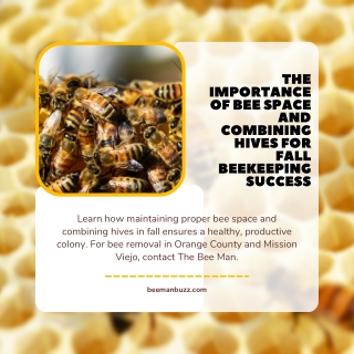 The Importance of Bee Space and Combining Hives for Fall Beekeeping Success