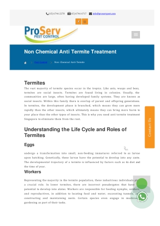 Comprehensive Anti-Termite Treatment Solutions in Singapore