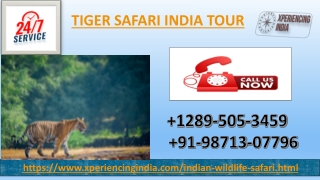 Best  12895053459 Tiger Safari India Tour
