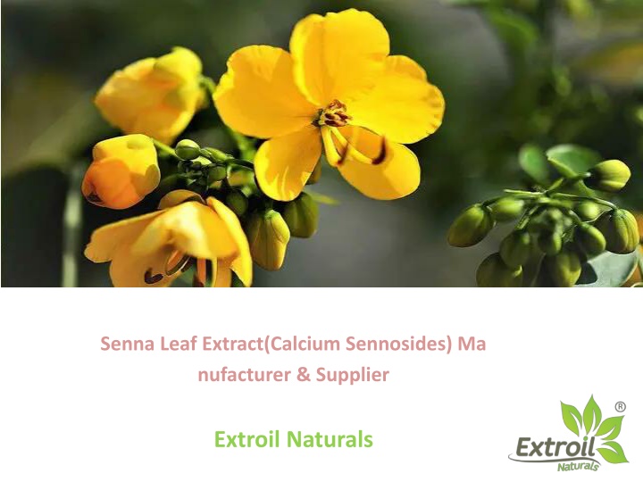 senna leaf extract calcium sennosides ma nufacturer supplier extroil naturals