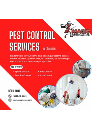 Termite Control Services at Magic Pest Control in Gilbert, Queen Creek, Arizona