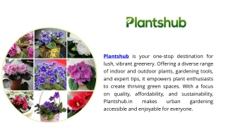 Best plants for office desk to enhance your workspace