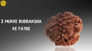 3 Mukhi Rudraksha Ke Fayde: Ignite Positivity and Strength